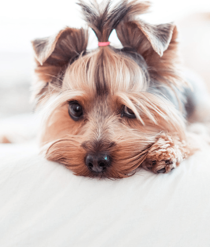 for these reasons you should get a dog - new lune