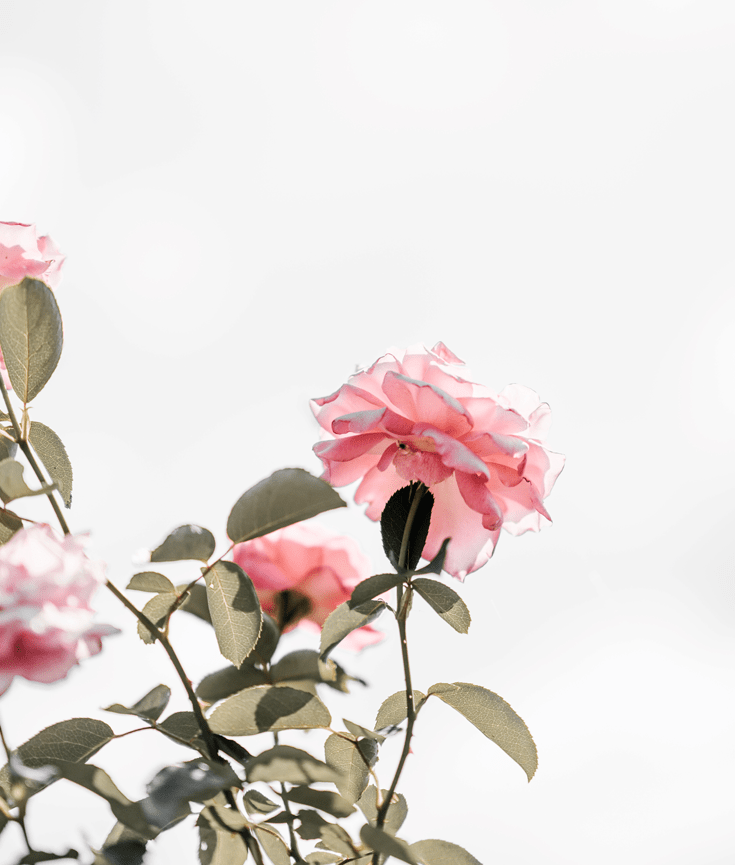 the difference between love and infatuation - new lune